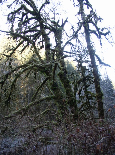 Silver Falls 12.10.05 041 